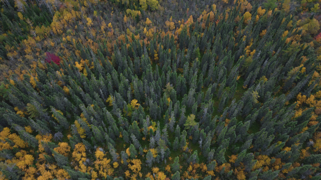 Aerial view of a forest from a drone