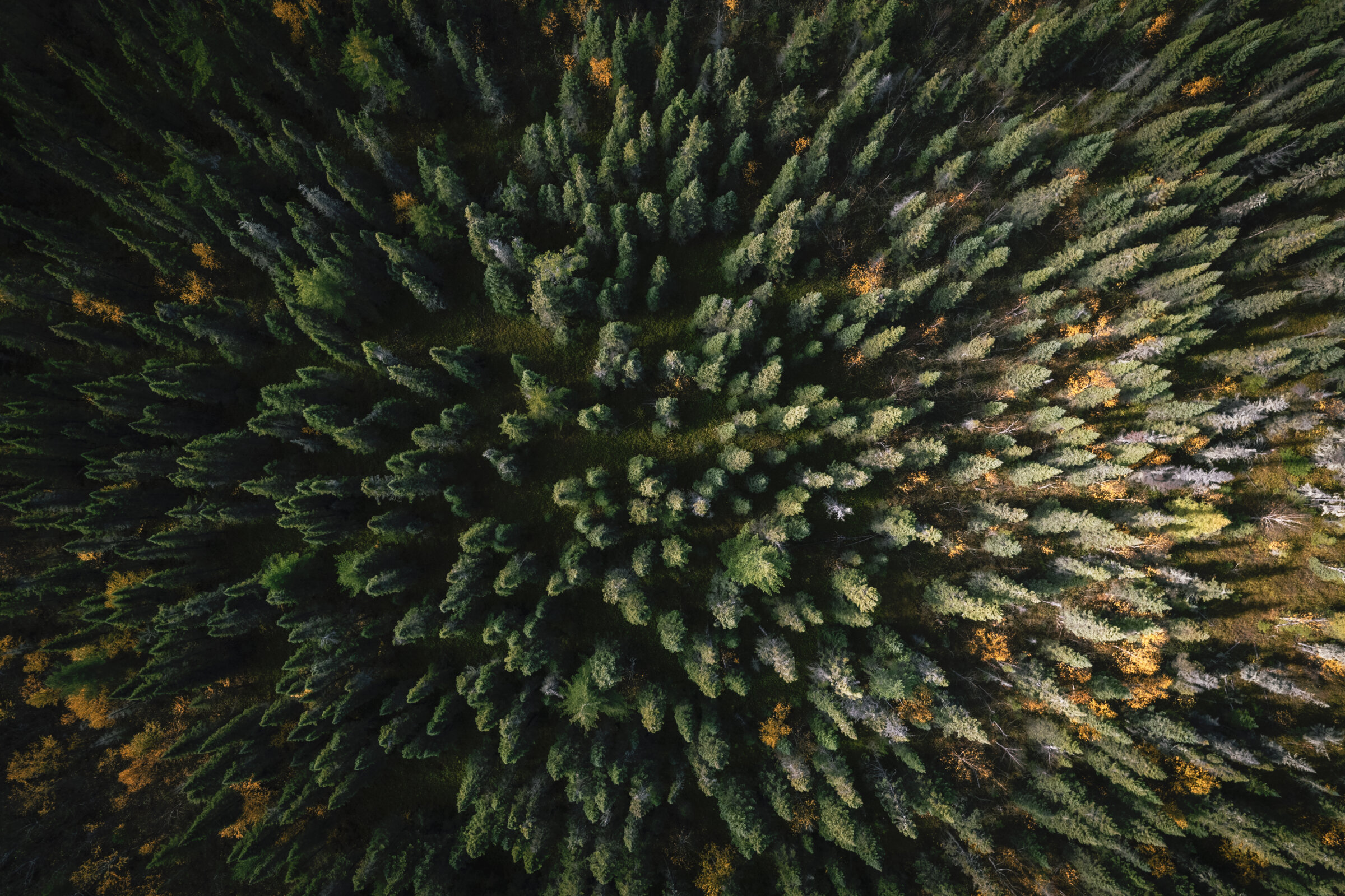 Forest above view form a drone