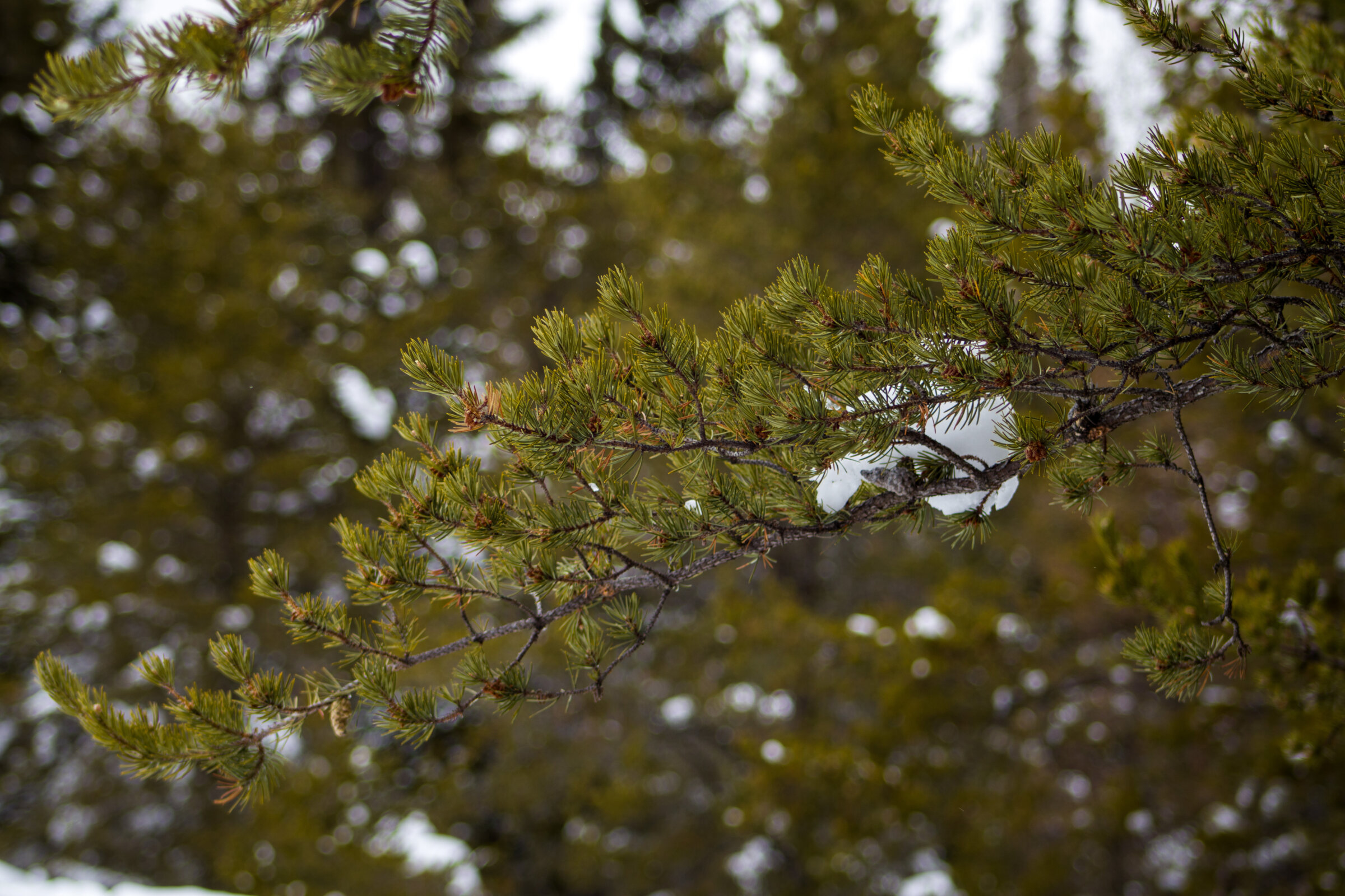 Branch of a coniferous tree in front of a blurred background of the